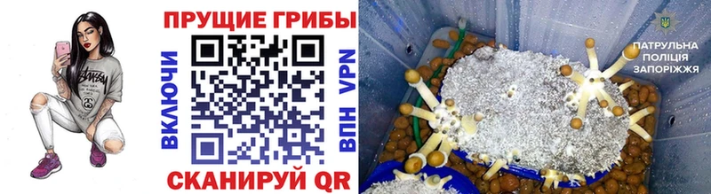 Псилоцибиновые грибы MAGIC MUSHROOMS  мега вход  Макарьев 
